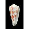 moluccensis merleti 46,0mm
