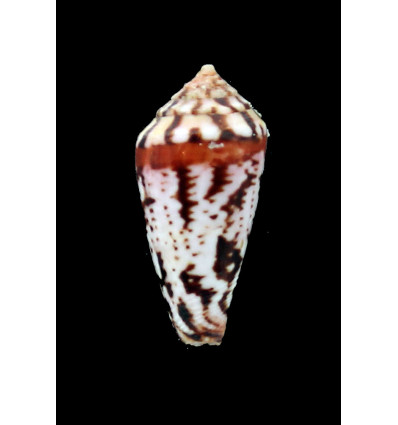 algoensis scitulus 32,0mm