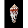 algoensis scitulus 32,0mm