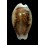 spadicea 37,1mm DWARF