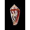 algoensis scitulus 32,0mm