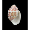 eloisae 31,1mm BIG