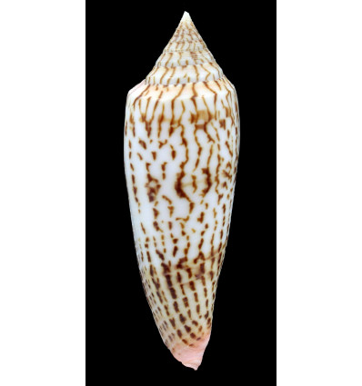 ranonganus 100,0mm