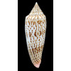 ranonganus 100,0mm