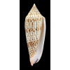 ranonganus 100,0mm