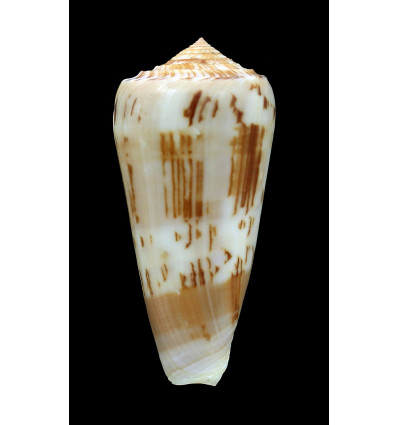 aliwalensis 66,0mm LIVE