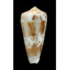 aliwalensis 66,0mm LIVE