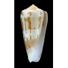aliwalensis 66,0mm LIVE