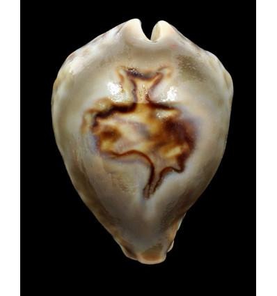 fultonii amorimi 66,0mm