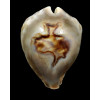 fultonii amorimi 66,0mm