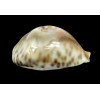 fultonii amorimi 66,0mm