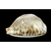 fultonii amorimi 66,0mm