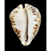 fultonii amorimi 66,0mm
