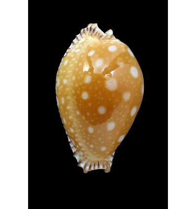 guttata 55,0mm