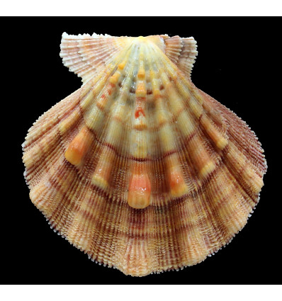 fragosus 101,7mm RARE COLOR