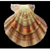 fragosus 101,7mm RARE COLOR