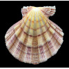 fragosus 101,7mm RARE COLOR