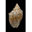 africana 64,4mm
