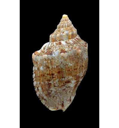 africana 64,4mm