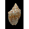 africana 64,4mm