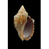 africana 64,4mm