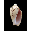 vespertilio 67,4mm SUPERB