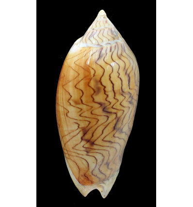 undulata 108,6mm big