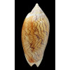 undulata 108,6mm big