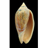 undulata 108,6mm big