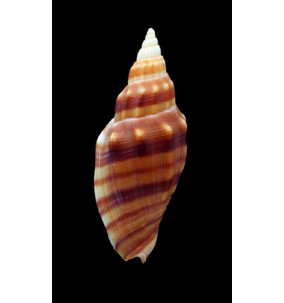 aikeni inhacaensis 49,0mm