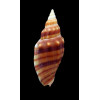 aikeni inhacaensis 49,0mm