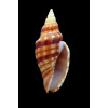 aikeni inhacaensis 49,0mm