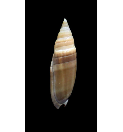 ekerae 34,0mm RARE