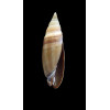 ekerae 34,0mm RARE