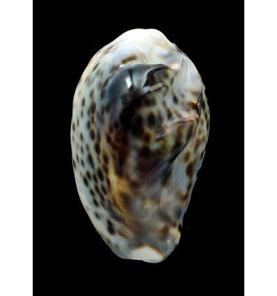 tigris 65,0mm FREAK