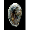 tigris 65,0mm FREAK