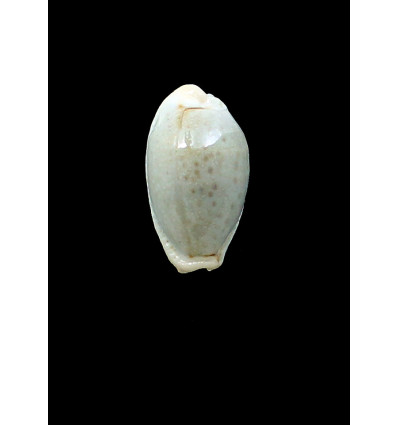 boivinii 38,1mm BIG