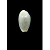 boivinii 38,1mm BIG