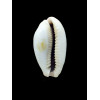 boivinii 38,1mm BIG