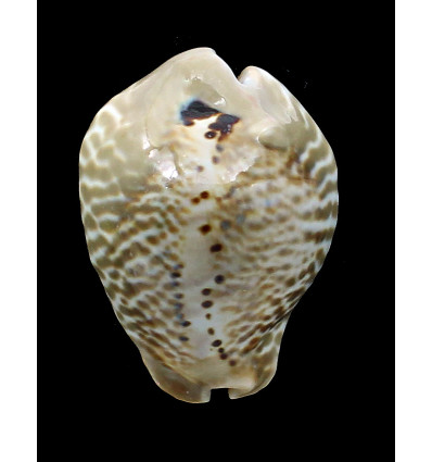 mus bicornis 58,2mm