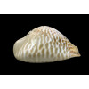 mus bicornis 58,2mm