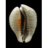 mus bicornis 58,2mm