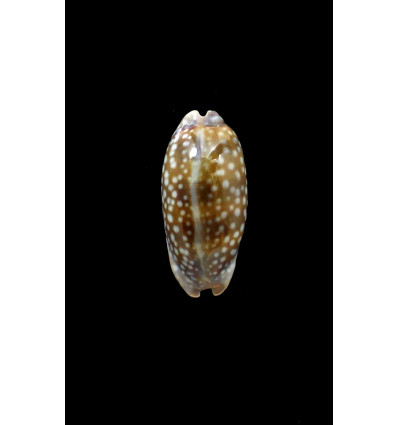 cervinetta 55,8mm DWARF