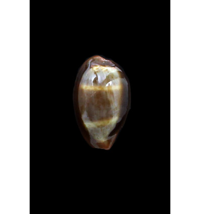 pyrum nigromarginata 30,0mm