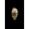 pyrum nigromarginata 30,0mm