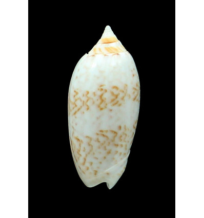 fulgurator 58,0mm