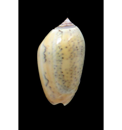 incrassata burchora 49,0mm