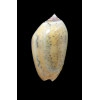 incrassata burchora 49,0mm