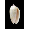 incrassata burchora 49,0mm