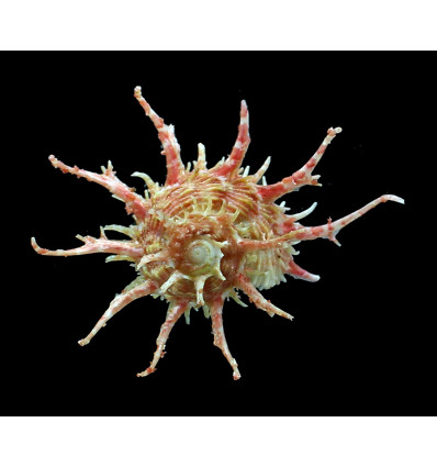 vicdani 78,0mm SPLENDID